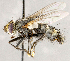  ( - CNC1699802)  @11 [ ] No rights reserved (2021) Unspecified Canadian National Collection of Insects, Arachnids and Nematodes