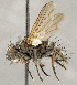  (Blepharomyia sp. GER2 - CNC1699818)  @11 [ ] No rights reserved (2021) Unspecified Canadian National Collection of Insects, Arachnids and Nematodes
