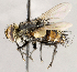  ( - CNC1699856)  @11 [ ] No rights reserved (2021) Unspecified Canadian National Collection of Insects, Arachnids and Nematodes