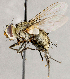  ( - CNC1707379)  @11 [ ] No rights reserved (2021) Unspecified Canadian National Collection of Insects, Arachnids and Nematodes