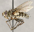  ( - CNC1707395)  @11 [ ] No rights reserved (2021) Unspecified Canadian National Collection of Insects, Arachnids and Nematodes