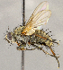  ( - CNC1707402)  @11 [ ] No rights reserved (2021) Unspecified Canadian National Collection of Insects, Arachnids and Nematodes