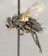  ( - CNC1707405)  @11 [ ] No rights reserved (2021) Unspecified Canadian National Collection of Insects, Arachnids and Nematodes