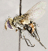  ( - CNC1707421)  @11 [ ] No rights reserved (2021) Unspecified Canadian National Collection of Insects, Arachnids and Nematodes