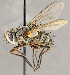  ( - CNC1707449)  @11 [ ] No rights reserved (2021) Unspecified Canadian National Collection of Insects, Arachnids and Nematodes