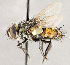  ( - CNC1707464)  @11 [ ] No rights reserved (2021) Unspecified Canadian National Collection of Insects, Arachnids and Nematodes