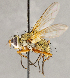  ( - CNC1707486)  @11 [ ] No rights reserved (2021) Unspecified Canadian National Collection of Insects, Arachnids and Nematodes