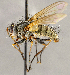  ( - CNC1707538)  @11 [ ] No rights reserved (2021) Unspecified Canadian National Collection of Insects, Arachnids and Nematodes