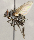  ( - CNC1707589)  @11 [ ] No rights reserved (2021) Unspecified Canadian National Collection of Insects, Arachnids and Nematodes