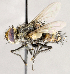  ( - CNC1707615)  @11 [ ] No rights reserved (2021) Unspecified Canadian National Collection of Insects, Arachnids and Nematodes