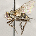  ( - CNC1707617)  @11 [ ] No rights reserved (2021) Unspecified Canadian National Collection of Insects, Arachnids and Nematodes