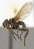  (Medina sp. GER1 - CNC1707624)  @11 [ ] No rights reserved (2021) Unspecified Canadian National Collection of Insects, Arachnids and Nematodes