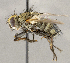  ( - CNC1707651)  @11 [ ] No rights reserved (2021) Unspecified Canadian National Collection of Insects, Arachnids and Nematodes