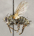  ( - CNC1707682)  @11 [ ] No rights reserved (2021) Unspecified Canadian National Collection of Insects, Arachnids and Nematodes