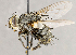  ( - CNC1707693)  @11 [ ] No rights reserved (2021) Unspecified Canadian National Collection of Insects, Arachnids and Nematodes