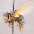  ( - CNC1707704)  @11 [ ] No rights reserved (2021) Unspecified Canadian National Collection of Insects, Arachnids and Nematodes