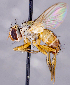  ( - CNC1707715)  @11 [ ] No rights reserved (2021) Unspecified Canadian National Collection of Insects, Arachnids and Nematodes