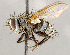  ( - CNC1707738)  @11 [ ] No rights reserved (2021) Unspecified Canadian National Collection of Insects, Arachnids and Nematodes