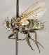  ( - CNC1707746)  @11 [ ] No rights reserved (2021) Unspecified Canadian National Collection of Insects, Arachnids and Nematodes
