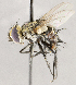  ( - CNC1709926)  @11 [ ] No rights reserved (2021) Unspecified Canadian National Collection of Insects, Arachnids and Nematodes