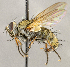  ( - CNC1709937)  @11 [ ] No rights reserved (2021) Unspecified Canadian National Collection of Insects, Arachnids and Nematodes