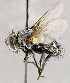  ( - CNC1709959)  @11 [ ] No rights reserved (2021) Unspecified Canadian National Collection of Insects, Arachnids and Nematodes