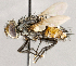  ( - CNC1709963)  @11 [ ] No rights reserved (2021) Unspecified Canadian National Collection of Insects, Arachnids and Nematodes