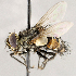  ( - CNC1710014)  @11 [ ] No rights reserved (2021) Unspecified Canadian National Collection of Insects, Arachnids and Nematodes