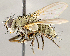  ( - CNC1710025)  @11 [ ] No rights reserved (2021) Unspecified Canadian National Collection of Insects, Arachnids and Nematodes