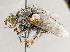  ( - CNC1710052)  @11 [ ] No rights reserved (2021) Unspecified Canadian National Collection of Insects, Arachnids and Nematodes