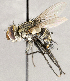  ( - CNC1710055)  @11 [ ] No rights reserved (2021) Unspecified Canadian National Collection of Insects, Arachnids and Nematodes