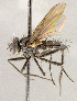  ( - CNC1710077)  @11 [ ] No rights reserved (2021) Unspecified Canadian National Collection of Insects, Arachnids and Nematodes