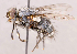  ( - CNC1710110)  @11 [ ] No rights reserved (2021) Unspecified Canadian National Collection of Insects, Arachnids and Nematodes
