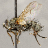  ( - CNC1710115)  @11 [ ] No rights reserved (2021) Unspecified Canadian National Collection of Insects, Arachnids and Nematodes
