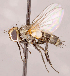  ( - CNC1710118)  @11 [ ] No rights reserved (2021) Unspecified Canadian National Collection of Insects, Arachnids and Nematodes