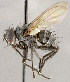  (Medina sp. GER2 - CNC1710158)  @11 [ ] No rights reserved (2021) Unspecified Canadian National Collection of Insects, Arachnids and Nematodes