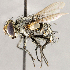  ( - CNC1710181)  @11 [ ] No rights reserved (2021) Unspecified Canadian National Collection of Insects, Arachnids and Nematodes
