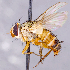  ( - CNC1710195)  @11 [ ] No rights reserved (2021) Unspecified Canadian National Collection of Insects, Arachnids and Nematodes