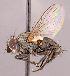  ( - CNC1710205)  @11 [ ] No rights reserved (2022) Unspecified Canadian National Collection of Insects, Arachnids and Nematodes