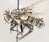  ( - CNC1710243)  @11 [ ] No rights reserved (2021) Unspecified Canadian National Collection of Insects, Arachnids and Nematodes