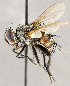  ( - CNC1710244)  @11 [ ] No rights reserved (2021) Unspecified Canadian National Collection of Insects, Arachnids and Nematodes