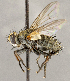  ( - CNC1710257)  @11 [ ] No rights reserved (2021) Unspecified Canadian National Collection of Insects, Arachnids and Nematodes