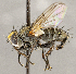  ( - CNC1710258)  @11 [ ] No rights reserved (2021) Unspecified Canadian National Collection of Insects, Arachnids and Nematodes