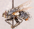  ( - CNC1710283)  @11 [ ] No rights reserved (2021) Unspecified Canadian National Collection of Insects, Arachnids and Nematodes