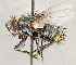  ( - CNC1711366)  @11 [ ] No rights reserved (2021) Unspecified Canadian National Collection of Insects, Arachnids and Nematodes