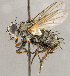  ( - CNC1711377)  @11 [ ] No rights reserved (2021) Unspecified Canadian National Collection of Insects, Arachnids and Nematodes