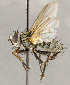  ( - CNC1711390)  @11 [ ] No rights reserved (2021) Unspecified Canadian National Collection of Insects, Arachnids and Nematodes
