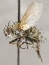  ( - CNC1711402)  @11 [ ] No rights reserved (2021) Unspecified Canadian National Collection of Insects, Arachnids and Nematodes