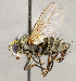  ( - CNC1711417)  @11 [ ] No rights reserved (2021) Unspecified Canadian National Collection of Insects, Arachnids and Nematodes