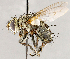 ( - CNC1711445)  @11 [ ] No rights reserved (2021) Unspecified Canadian National Collection of Insects, Arachnids and Nematodes